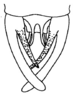 Decma (Decma) tristis Gorochov & Kang, 2005: Fig. 5. male abdomen tip, dorsal view. (Otu).
