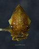 Head: !! display not done !! on Cyrtolobus togatus Woodruff, 1924: (Observation).