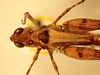 CollectionObject 2073459; 15bcc2c4-1688-4c4f-8e81-ca81cad9fd98: dorsal view, male (paratype). (CollectionObject).