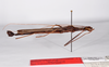 CollectionObject 1561796; ec67d5a5-6c60-4426-b322-87007169dd6f: copyright ZMHB, Berlin. male, lateral view (holotype). (CollectionObject).