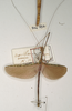 CollectionObject 1562011; d0fd38b0-812a-4732-b437-3bae1f4bbb2a: copyright OUMNH. male Necroscia erechtheus (syntype). (CollectionObject).;CollectionObject 1562012; 1cafc347-a623-4e9f-89b9-bc1986ae0f07: copyright OUMNH. male Necroscia erechtheus (syntype). (CollectionObject).