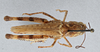 CollectionObject 2800440; CNCI 983531, 2befedc4-8ac4-458d-94c4-5f7713309686: Aulocara elliotti. Dorsal view. (CollectionObject).
