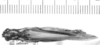 CollectionObject 1567234; 82fefe43-f739-4788-94db-57d419fd9969: male, dorsal view (syntype). (CollectionObject).