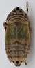 Habitus, dorsal view: !! display not done !! on Doratura stylata (Boheman, 1847): from Spain, Palencia; male. (Observation).