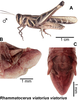 Rhammatocerus viatorius viatorius (Saussure, 1861): (Otu).