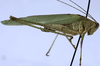 CollectionObject 1567556; b55a4a95-43d7-4b84-9f58-09520282302b: male, lateral view (paratype). (CollectionObject).