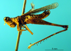CollectionObject 1521395; fed78c2e-1964-49f5-b08c-913c7712c955: male, lateral view (lectotype). (CollectionObject).