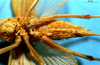 CollectionObject 1520498; NHMUKBM 1958-596, 6e4a9070-287c-4401-9dc2-8b8f9d824e2c: female, ventral view (holotype of Conocephalus spatulatus). (CollectionObject).