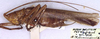 CollectionObject 1517133; 2ed500b1-3f49-405f-8831-fc1c13ba5f25: male, lateral view (holotype). (CollectionObject).
