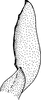 Subgenital plate, ventral view on Deltocephalus mystax Hamilton & Ross, 1975: Subgenital plate. (Observation).