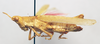 CollectionObject 1573873; f798b1c1-6279-4dee-9f8a-63c702e7faf7: female, lateral view (allotype). (CollectionObject).