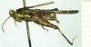 CollectionObject 1585769; 6105cb13-8bb9-4189-9d5f-46507213264b: female, lateral view (syntype). (CollectionObject).