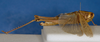 CollectionObject 1518830; 6c96c018-d864-4928-bf93-8af6988f5c92: female, lateral view (holotype). (CollectionObject).