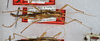 CollectionObject 1564041; f2774e41-5603-4e42-bc62-93652fc95337: copyright USNM, Washington. (CollectionObject).;CollectionObject 1564042; 9aee4087-2205-4bf8-9050-c72d03cfab1e: copyright USNM, Washington. (CollectionObject).