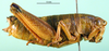 CollectionObject 1502096; 08b96872-b453-4db3-83e0-04d1e5905e13: female, lateral view. (CollectionObject).