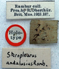 CollectionObject 1517481; c227df12-f00c-41d0-9ad0-0a4f0a464527: labels (holotype). (CollectionObject).