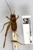 CollectionObject 1567669; 8d1b89e7-8188-4d45-b52e-c883039c73fa: female, dorsal view (holotype). (CollectionObject).