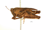 female, lateral view (syntype). Depicts CollectionObject 1521855; OUM 735 1/4, 99334a09-fe02-4e4c-9360-f5468ec9af4c, a CollectionObject.