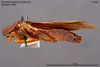 CollectionObject 1573443; MVMA T 4447, d0806462-f69f-4eae-ae6a-08b602f6450c: Copyright Museum Victoria / CC BY. Lectotype, male, lateral. (CollectionObject).