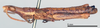 CollectionObject 1540704; c681e3eb-8c85-41f9-9d37-f752bbff5d24: male, lateral view (lectotype). (CollectionObject).
