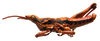 Somalopyrgus rotundipennis Kevan & Akbar, 1964: male, lateral view (paratype). (Otu).