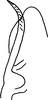 Pygofer, dorsal view: Pygofer, dorsal view. (Observation).