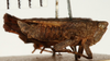 CollectionObject 1575707; NHRS NRM-ORTH 9351, 524a4c77-e746-435b-9fe0-8d93251fa893: male, lateral view (paralectotype of Paratettix latifastigii). (CollectionObject).