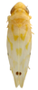 Habitus, dorsal view: Habitus (INHS collection). (Observation).