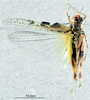CollectionObject 1537921; bb4b0a57-fd24-4a37-9088-0c2b2ae74a9d: female, dorsal view. (CollectionObject).