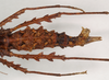 CollectionObject 1560946; NHMUK(SF IMPORT DUPLICATE) 844818, cfaf030c-94f6-4d87-be49-5da183b1d86d: copyright Natural History Museum, London. female: abdomen, dorsal view (holotype). (CollectionObject).