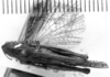 Diraneura bivenosa (Scudder, 1869): Image Carbonell, C.S. Female habitus, dorsal view (unspecified type). (Otu).