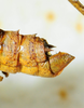 CollectionObject 1498820; e2d41211-d613-4a90-943b-3f673d1cf712: 2012. male, abdomen tip, lateral view. (CollectionObject).