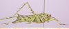 CollectionObject 1479254; 790ea6cc-0cd3-4827-ac81-cee3fd666c2a, cbt063s01: male, lateral view. (CollectionObject).