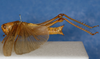 Patanga succincta (Johannson, 1763): female, lateral view. (Otu).