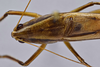 CollectionObject 1593696; 83bc41af-7d79-40c7-bf4e-c262ba8bf88b: male head and pronotum, dorsal view. (CollectionObject).