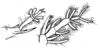 Comicus capensis Brunner von Wattenwyl, 1888: Fig. 24. left fore and hind trasus, dorsal view. (Otu).