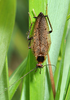 Ectobius (Ectobius) lapponicus lapponicus (Linnaeus, 1758): Copyright Paul Brock. Ectobius lapponicus male. South Gorley, New Forest, Hampshire, UK. (Otu).