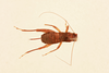 CollectionObject 2071169; NHMUK015982192, d1e8fac1-da3a-442e-b2c8-8edf2a70110b: female, dorsal view (paratype). (CollectionObject).