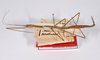 CollectionObject 1558549; a1a2af98-9b7e-4ca1-bd9f-0ee1108f4a32: copyright ZMHB, Berlin. female, lateral view of synonym Bacunculus tener (holotype). (CollectionObject).