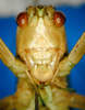 CollectionObject 1521378; 81f81e06-dd89-4e88-9321-14fe85fe7fda: male, frontal view (holotype). (CollectionObject).