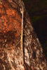 CollectionObject 1598194; QM T246604, f25ba443-f74d-4cfe-b81a-ad7eb39949d7: copyright Paul D. Brock. female (holotype) in nature, Queensland, Springbrook, Apple Tree Park, 08 February 2016. (CollectionObject).
