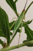 Oecanthus texensis Symes & Collins, 2013: female. (Otu).