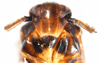 Head: !! display not done !! on Pissonotus binotatus Spooner, 1912: (Observation).