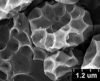Brochosomes on Cuerna sayi Nielson, 1965: CR818 | U.S.A., Montana, Madison Co., Twin Bridges, R. Rakitov [#04-50], 19-V-2004 | INHS. (Observation).