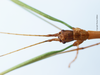 CollectionObject 1585331; 2d18f568-5c1f-4bba-980a-26c1443d2956: copyright TAMU Texas. male, head (holotype). (CollectionObject).