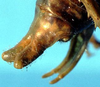 CollectionObject 1499285; 13055d19-4a42-4600-9107-4656f39c4738: male abdomen tip (holotype). (CollectionObject).