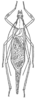 Oecanthus longicauda Matsumura, 1904: Fig. 347 (reproduced with permission). male, dorsal view (body length 11.7 - 14.2 mm). (Otu).