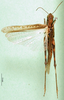 CollectionObject 1570317; 29ae75cb-6348-4816-9820-cb68674ab9a3: female, dorsal view (paratype of Gymnobothrus houyi). (CollectionObject).