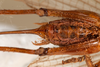 CollectionObject 1531236; 545a2eb5-7467-4859-b436-093cfa6080f1: female, ventral view (syntype). (CollectionObject).