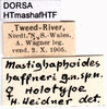 CollectionObject 1506977; c920cdc3-daa0-42ed-bf9f-92cbb3a81a65: labels (holotype). (CollectionObject).